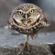 Illustration for article titled Superb Owl Bowl! Which is your favorite?